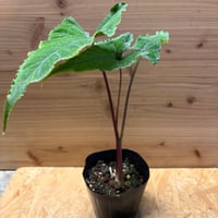 ペペロミア ストロベリークォーツ | GREEN LUCK