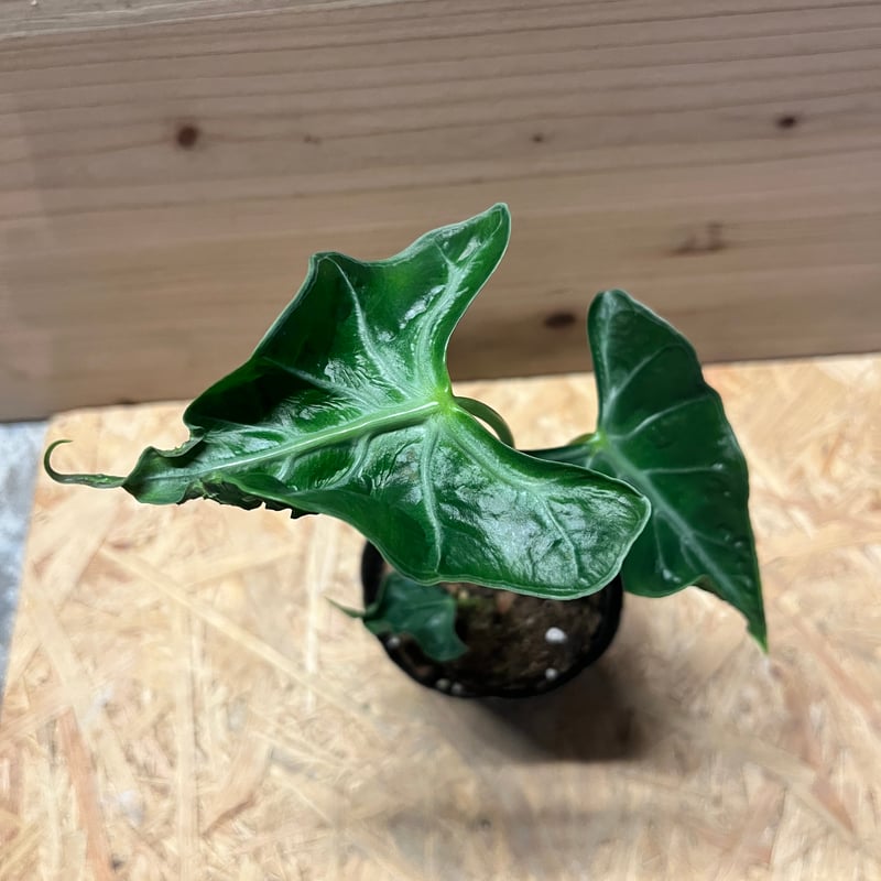 アロカシア ロコ | GREEN LUCK