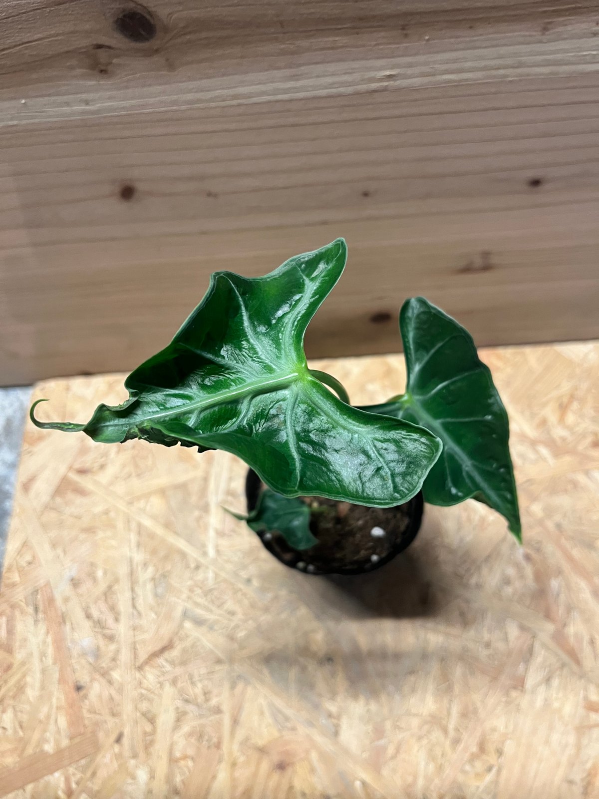 Alocasia Loco アロカシア・ロコ Alocasia 'Loco' | Plants | GrowTropicals.com