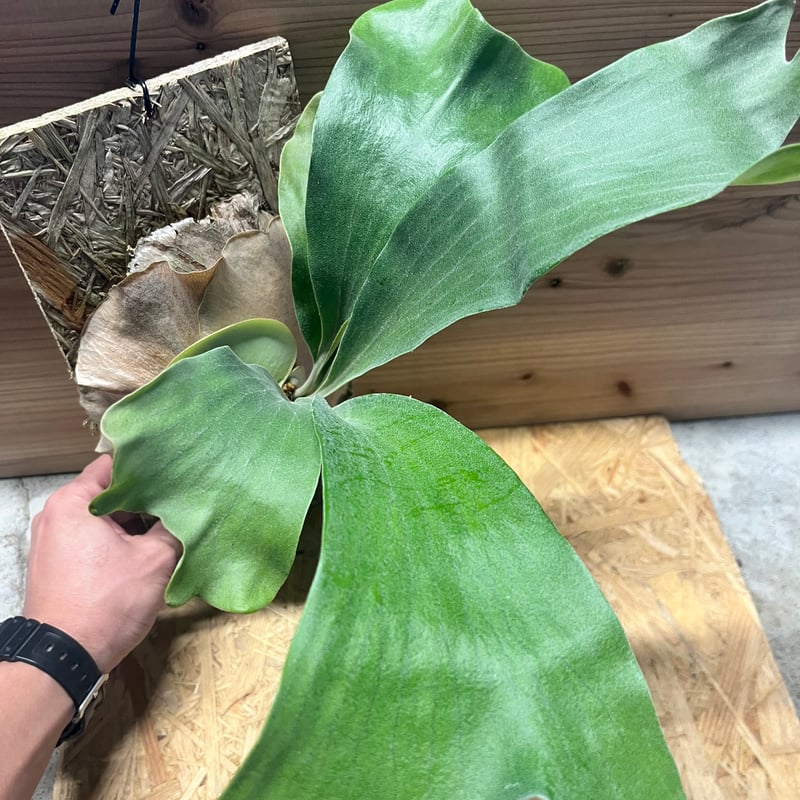 ビカクシダ yot's spore #17 | GREEN LUCK