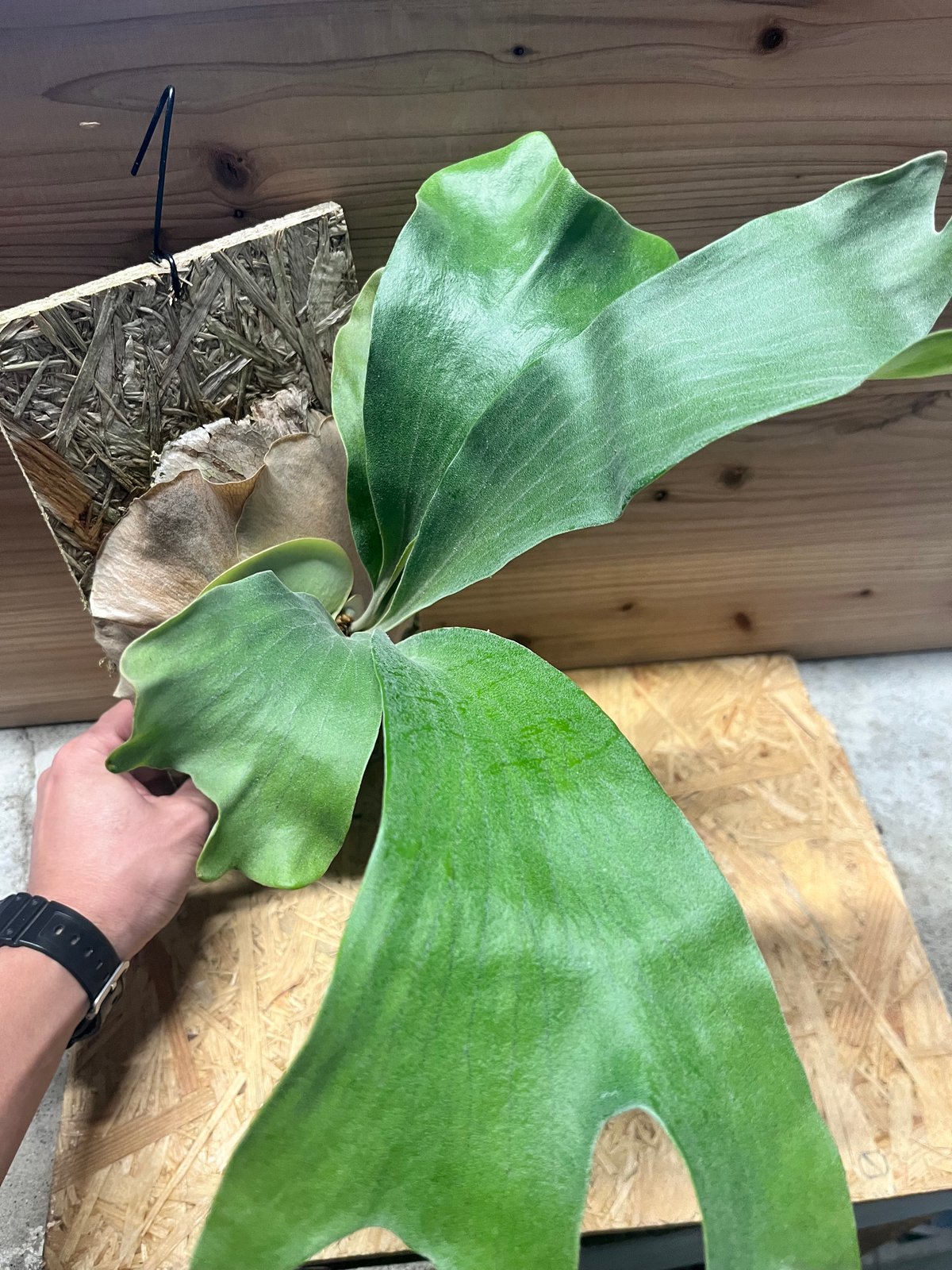 ビカクシダ YO P.willinckii Yoda Sporelings 良いサイズ感になってきたのでコルク