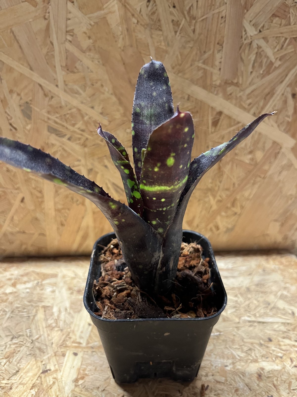 ネオレゲリア ドミノ | GREEN LUCK