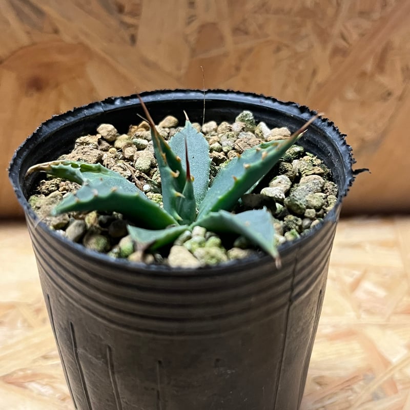 アガベ ユタエンシス エボリスピナ 実生 | GREEN LUCK