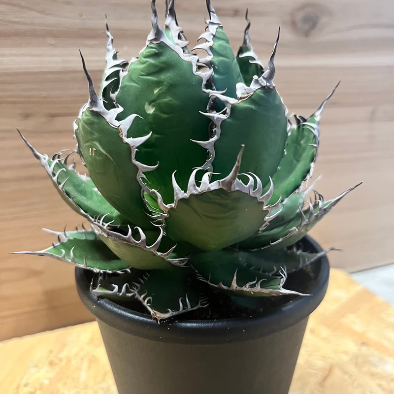 アガベ ホリダ | GREEN LUCK