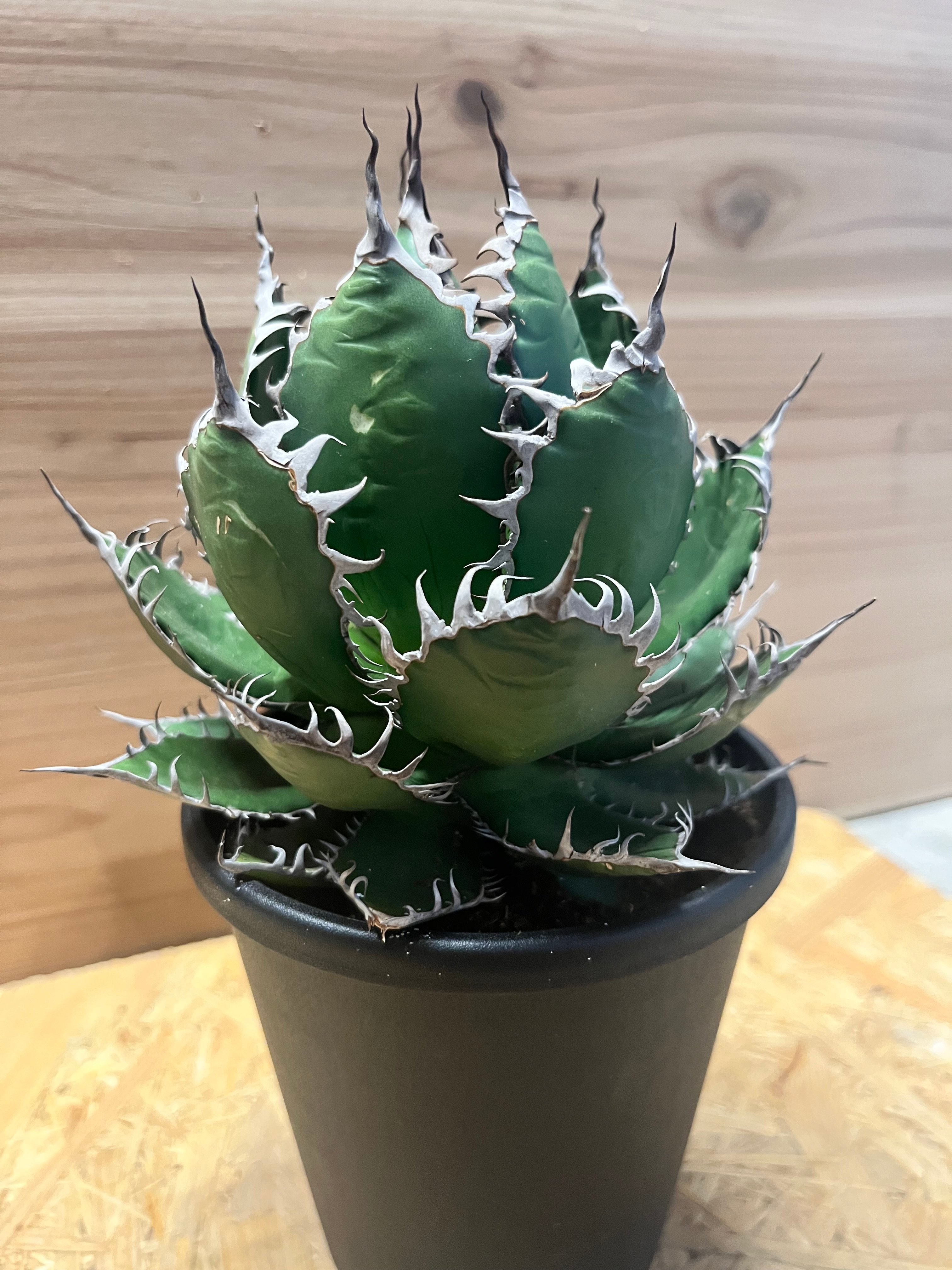 2306【現物出品】【鉢のまま発送】 アガベ ホリダ アガベ ホリダ | GREEN LUCK