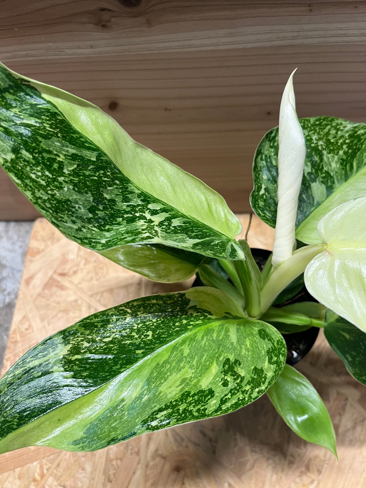 ➁【イルセマニー】斑入りフィロデンドロンの最高峰！超希少な
