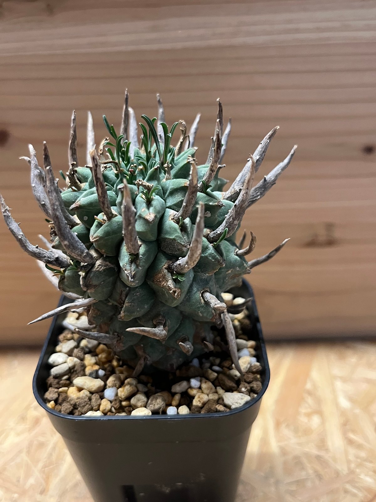 ユーフォルビア スエコランディ 闘牛角 | GREEN LUCK