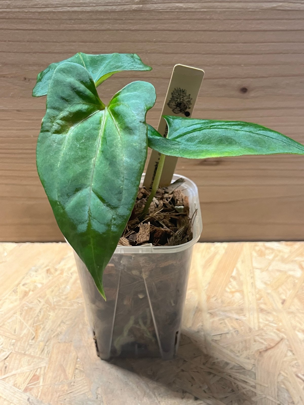 アンスリウム ダーケストパナマ×ソウルリーパー | GREEN LUCK