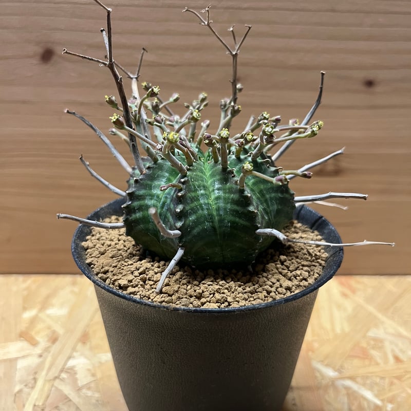 スーパーバリダ ユーフォルビア スーパーバリダ Euphorbia super valida No.1 |