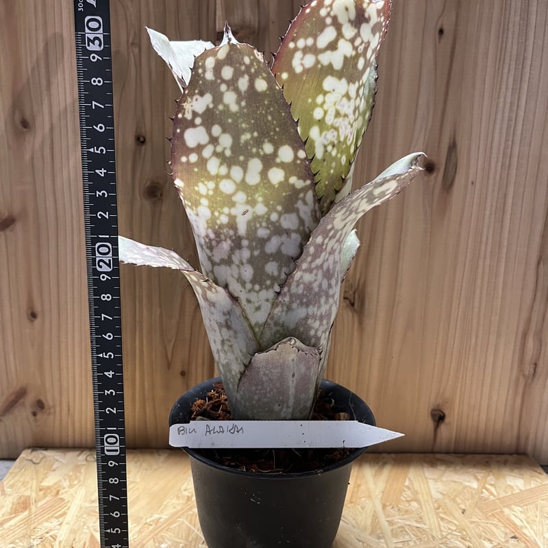 ビルベルギア ハワイライツ 子株付き ビルベルギア ハワイライツ 子株付き