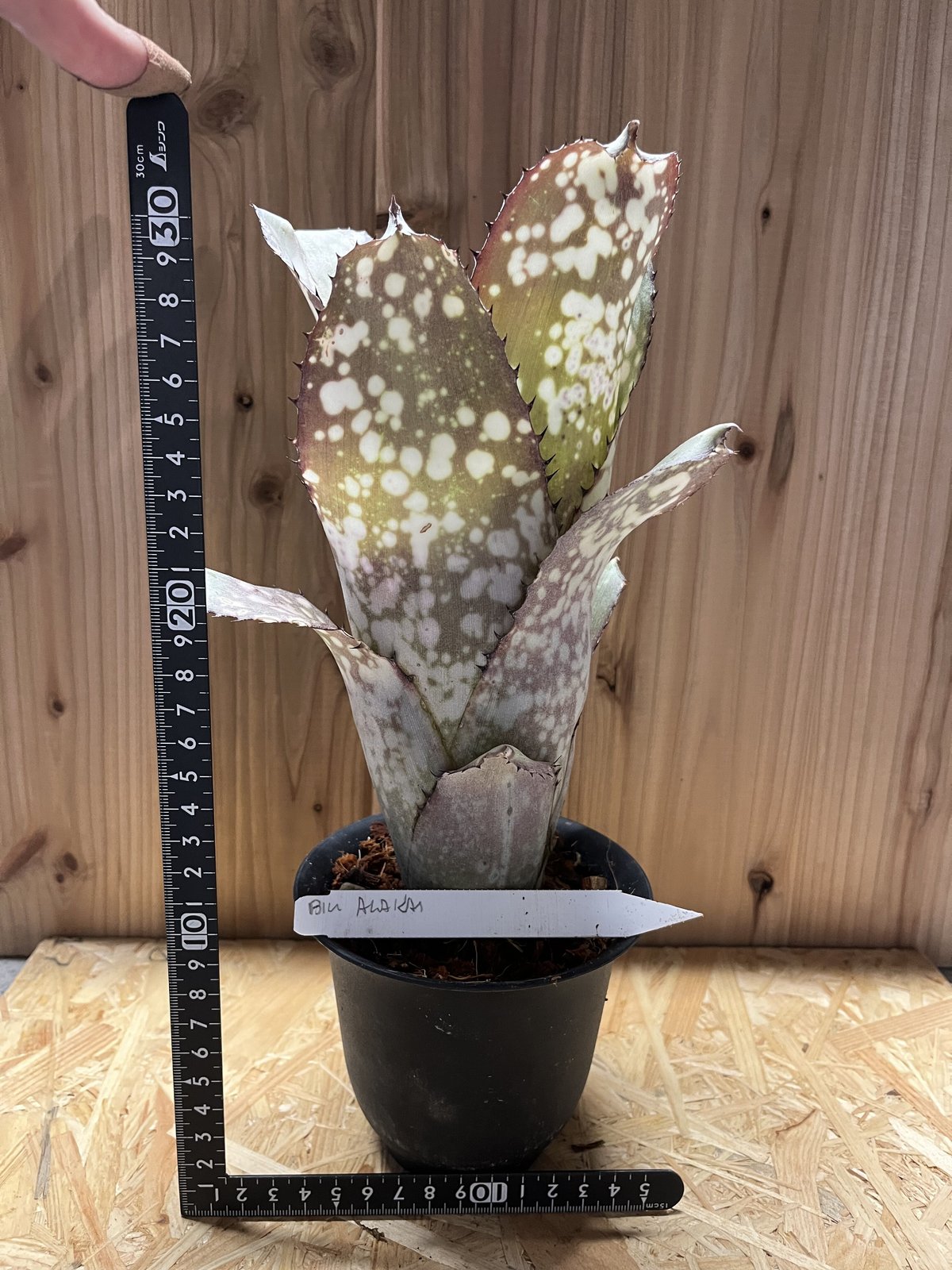 ビルベルギア アラカイ | GREEN LUCK