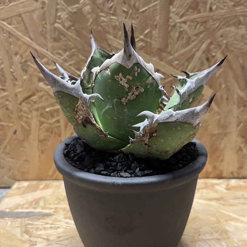 アガベ オアハカ実生 伝市鉢 アガベ オアハカ実生 伝市鉢 アガベ チタノタ オアハカ×伝市鉢 | GREEN