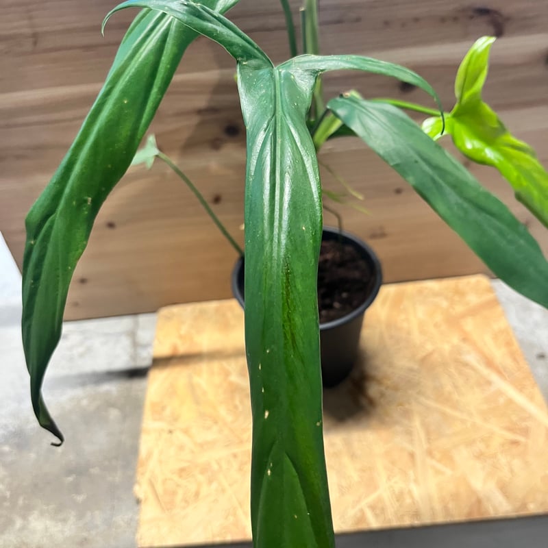 フィロデンドロン ホルトニアナム | GREEN LUCK