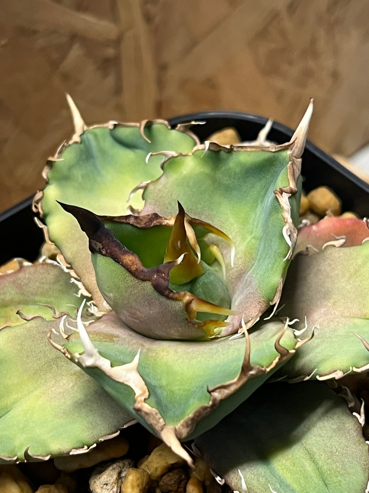 アガベ チタノタ 巨獣 | GREEN LUCK