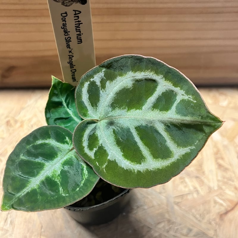 アンスリウム ドラヤキシルバー×エンジェルズドリーム×レッド