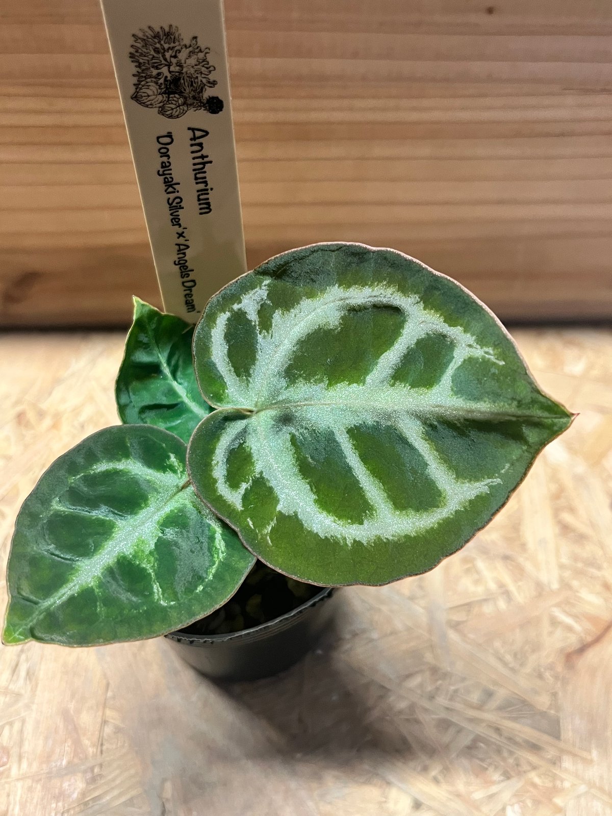 アンスリウム ドラヤキシルバー×エンジェルズドリーム×レッド