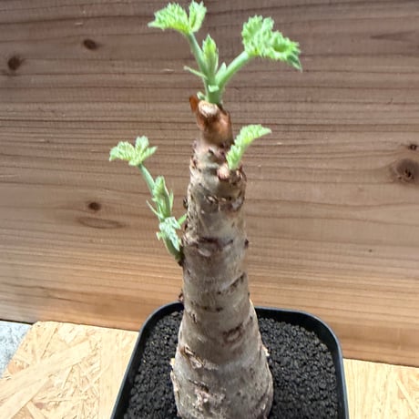 キフォステンマ　ユター