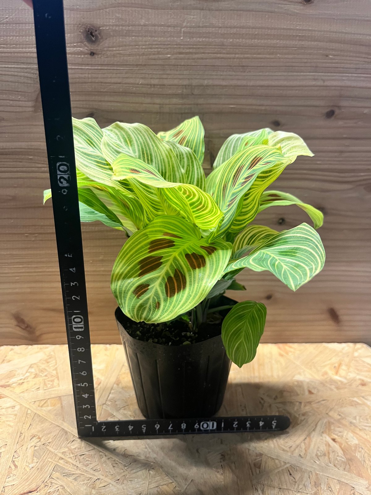 マランタ ライトベインズ | GREEN LUCK