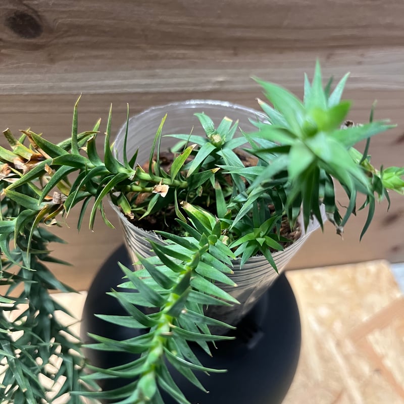 リコポディウム フペルジア ゴエベリー | GREEN LUCK