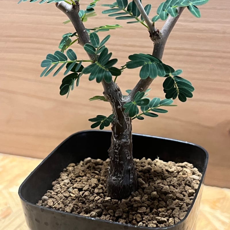 センナ メリディオナリス | GREEN LUCK