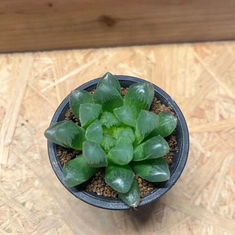 ハオルチア　オブツーサ