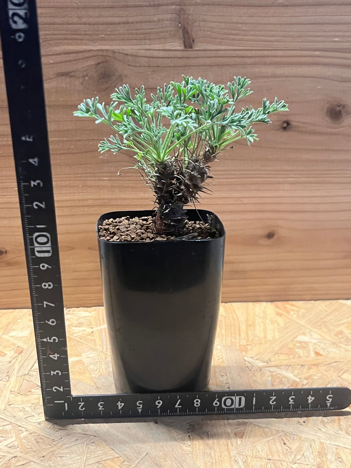 ペラルゴニウム ヒストリクス | GREEN LUCK