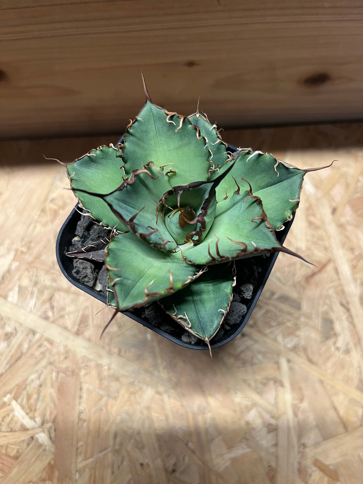 ［現物］アガベ　チタノタ　オアハカ 楽天市場】agave titanota oaxaca アガベ チタノタ オアハカ