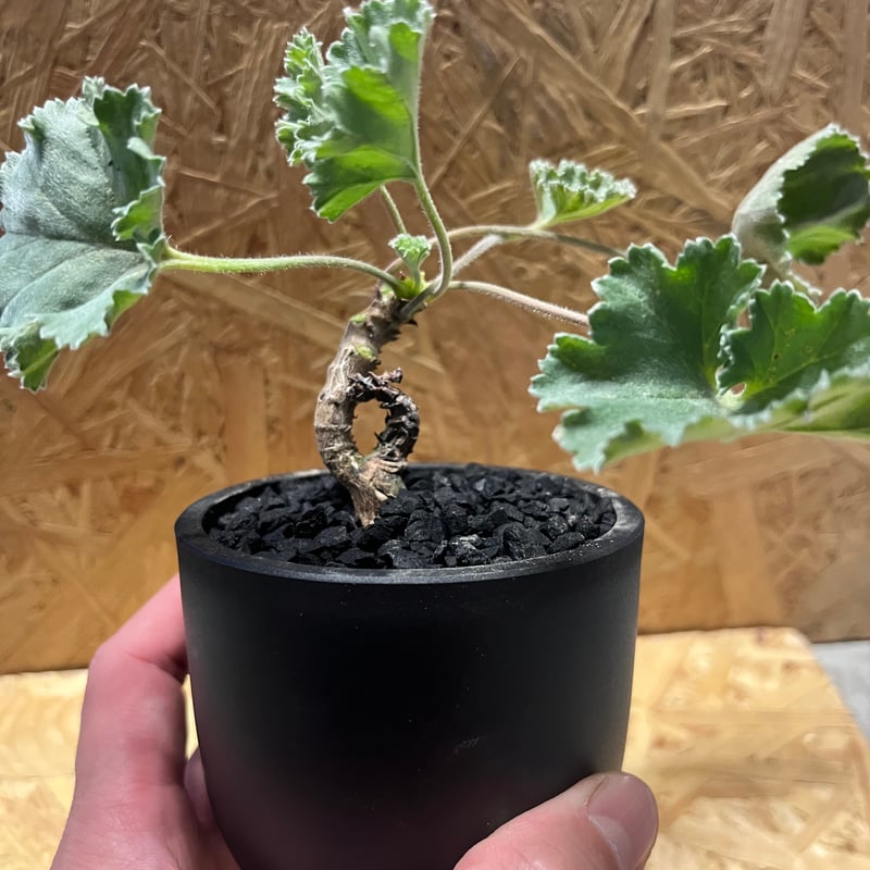 ペラルゴニウム ミラビレ×Maceta | GREEN LUCK