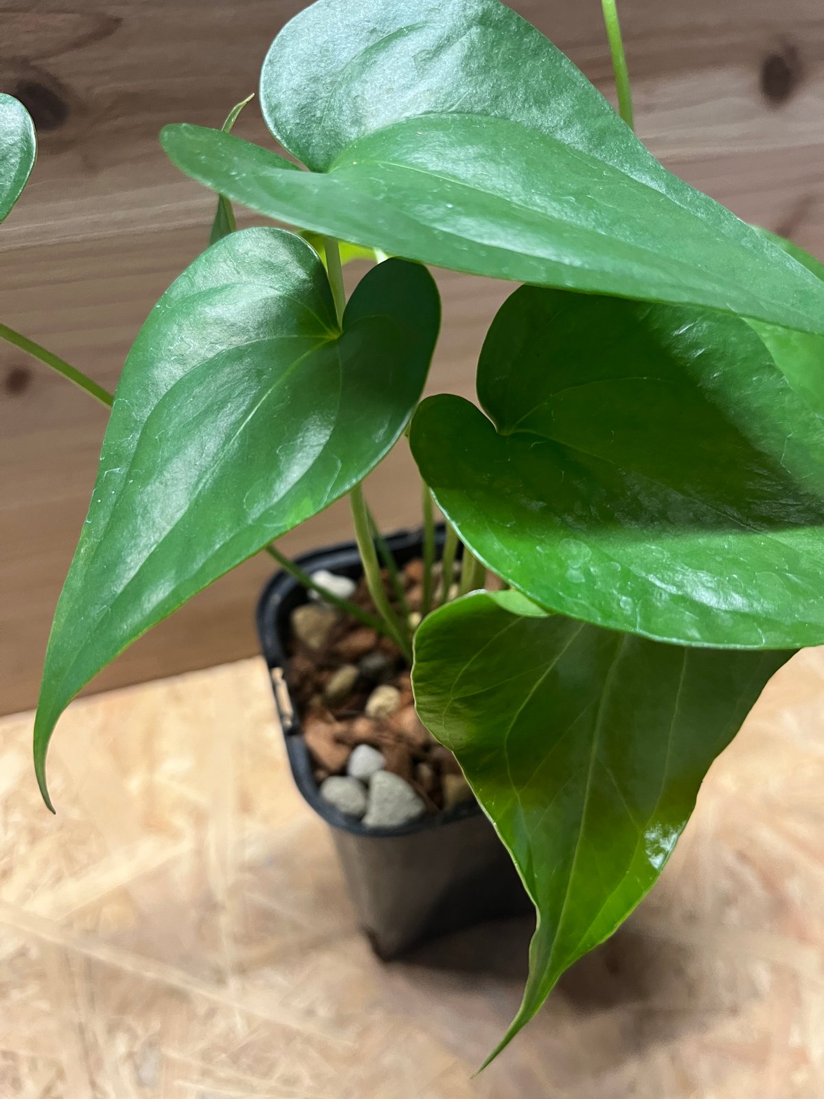 【セール】アンスリウム　ペダトラディアツム　No.001　鉢、送料込　メルカリ便 アンスリウム ペダトラディアツム No.002 鉢、送料込 メルカリ便