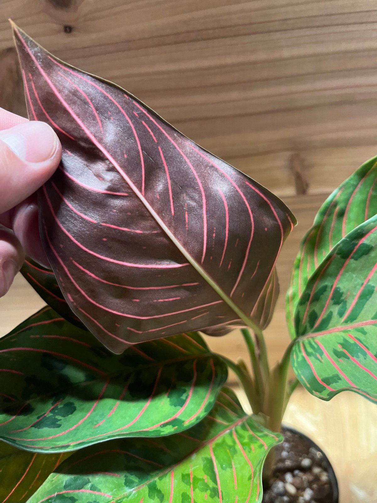 アグラオネマ レッドアーミー　1 陶器鉢 お皿付き 楽天市場】アグラオネマ 'レッドアーミー' (観葉植物 熱帯植物