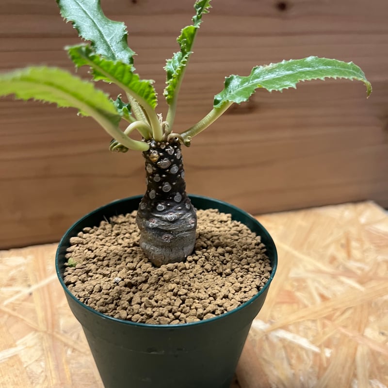 【発根済】ドルステニア フォエチダ ドルステニア フォエチダ【発根済み】GM2401750(T) | RAFLUM