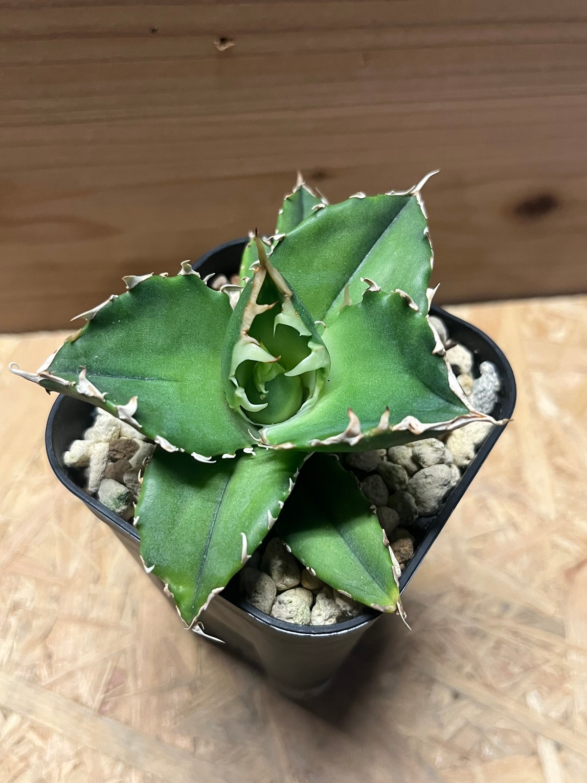 アガベ チタノタ 金鯨 | GREEN LUCK