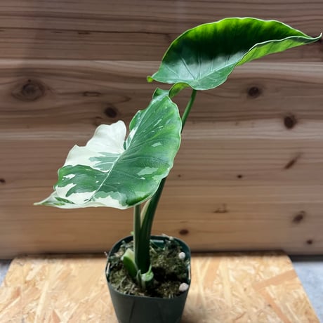 クワズイモ | STORES