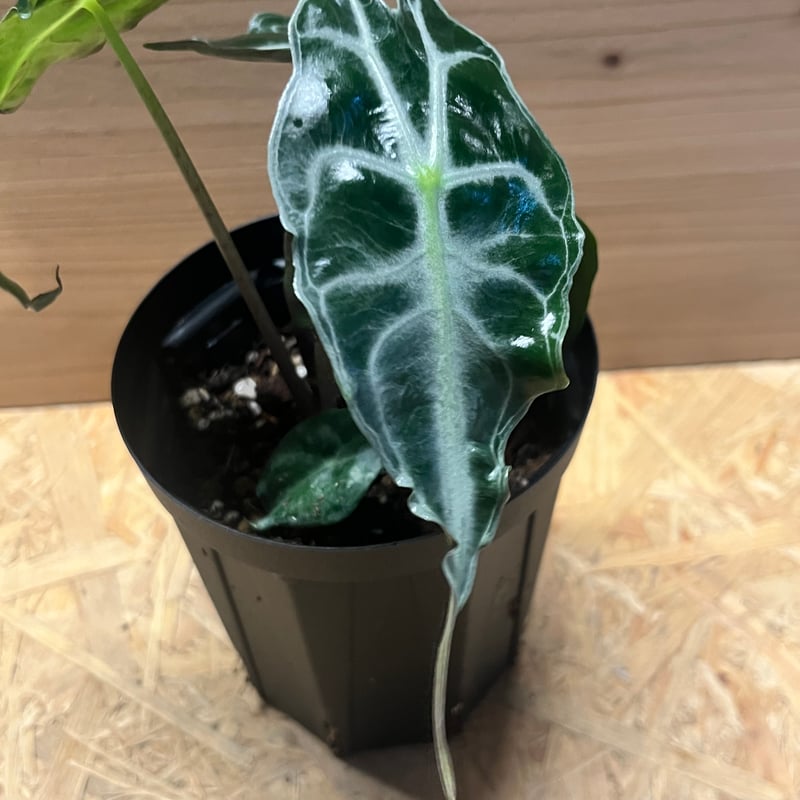 アロカシア ベノム メイソン株 アロカシア ベノム メイソン株