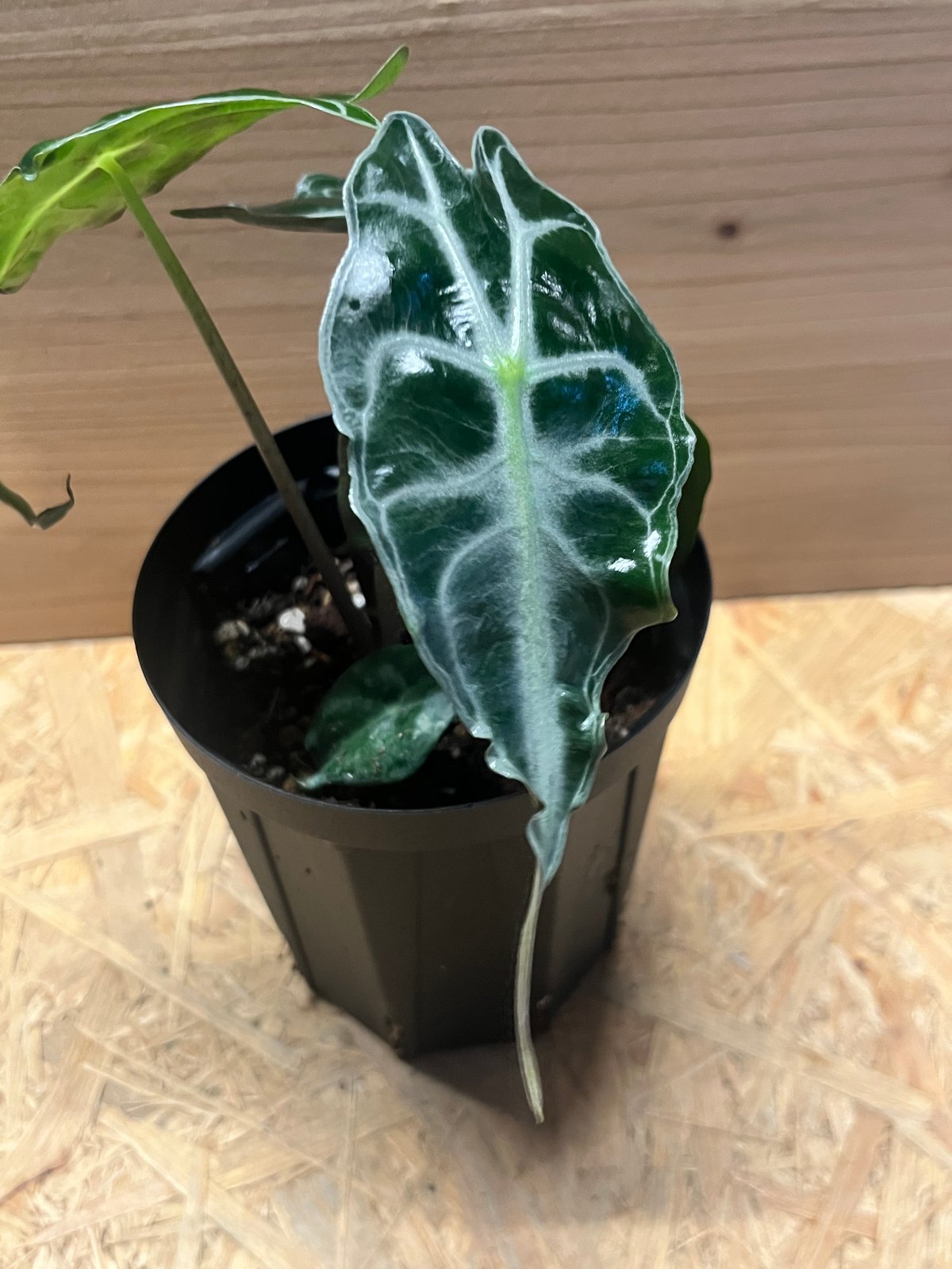 アロカシア　ベノム アロカシア ベノム | GREEN LUCK