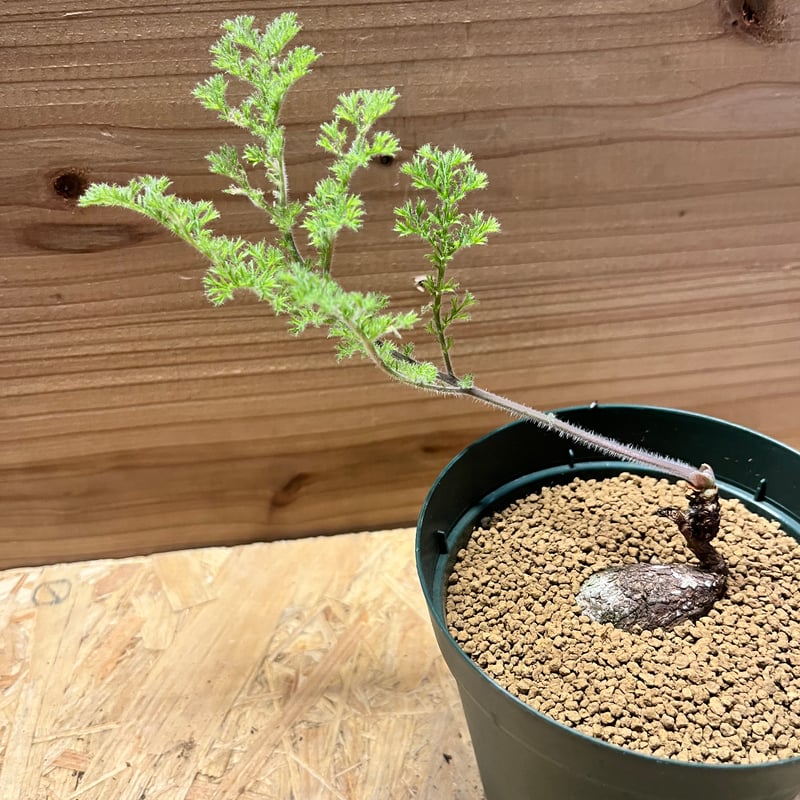 ペラルゴニウム トリステ | GREEN LUCK