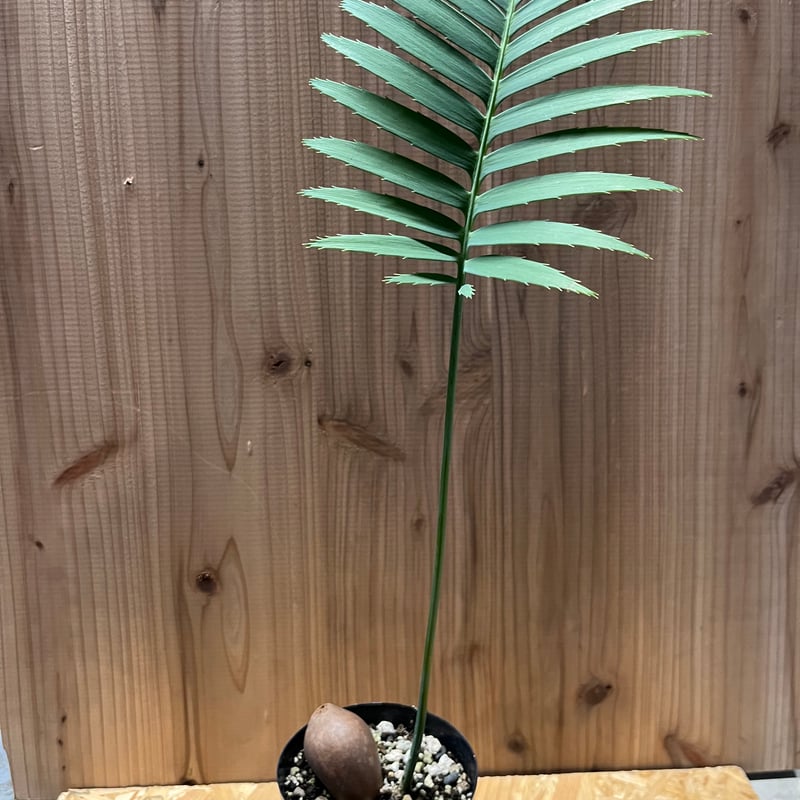 ⑦ 【希少】Dioon spinulosum ディオーン　スピヌロスム 希少 Dioon spinulosum ディオーン・スピヌロスム | PLANTS SHOP