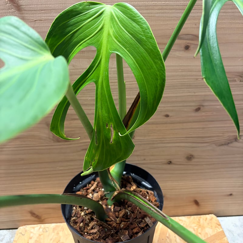 モンステラ 'バールマルクスフレーム' | GREEN LUCK