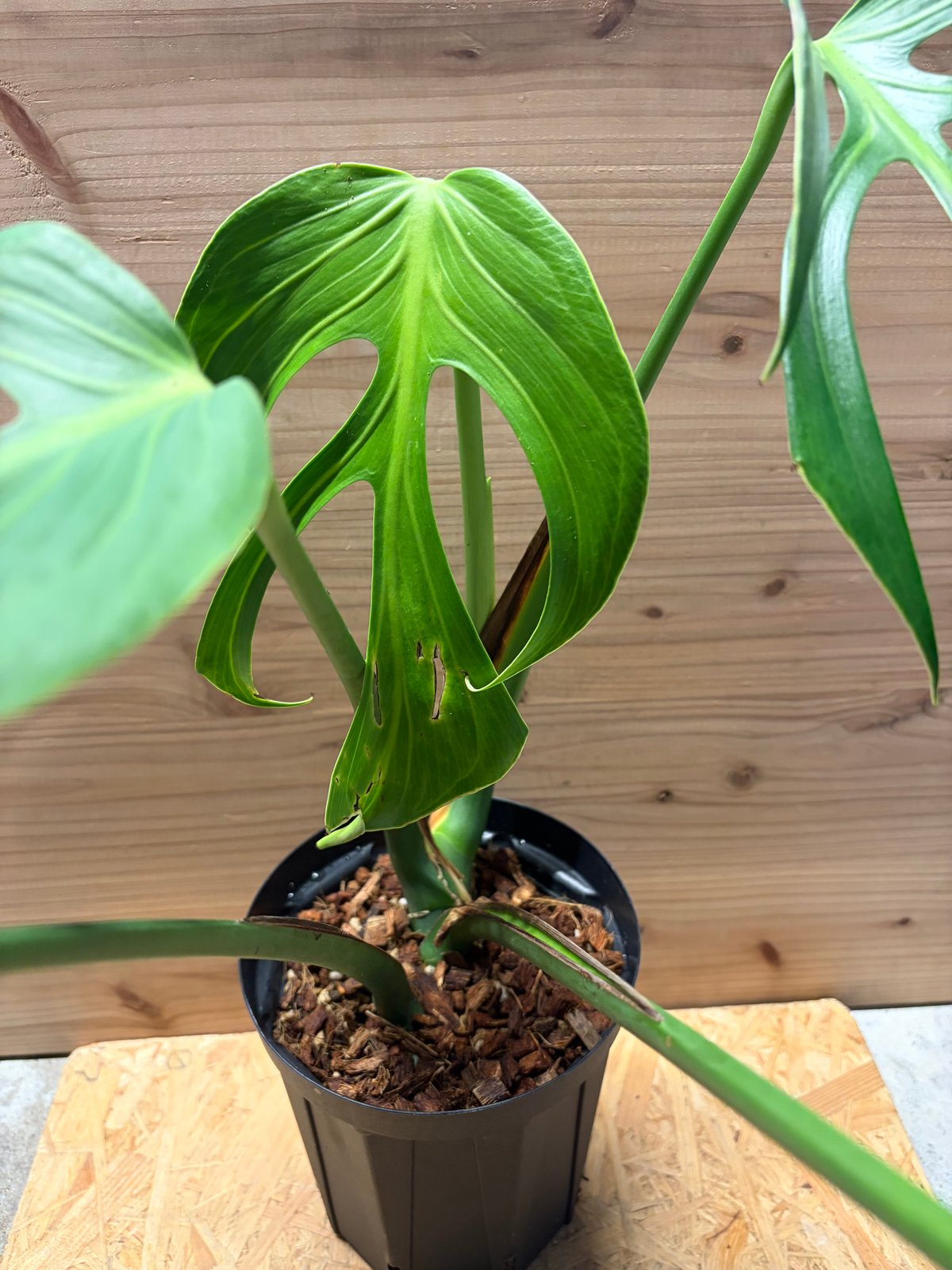 モンステラ 'バールマルクスフレーム' | GREEN LUCK