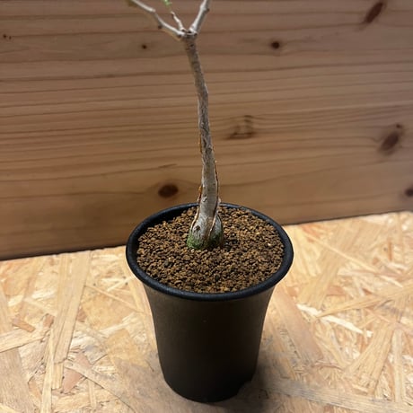 パキコルムス　ディスカラー　象の木