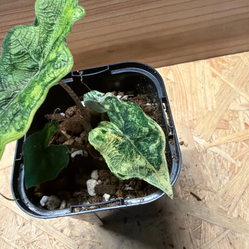 アロカシア・ジャクリン 斑入り Alocasia Jacklyn var. Alocasia jacklyn アロカシア ジャクリン アロカシアジャックリン 観葉