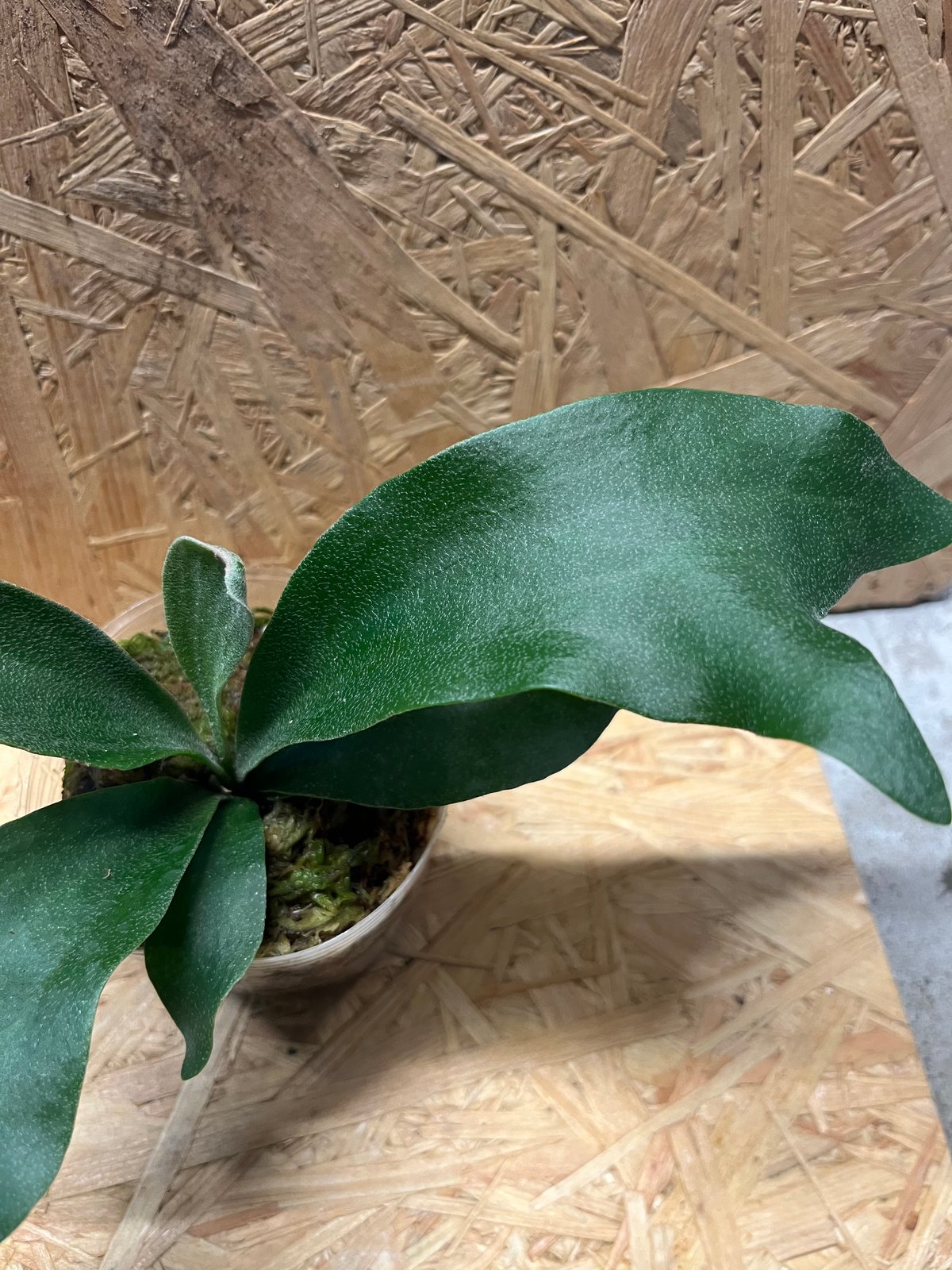 ビカクシダ ヒリー パナマ | GREEN LUCK