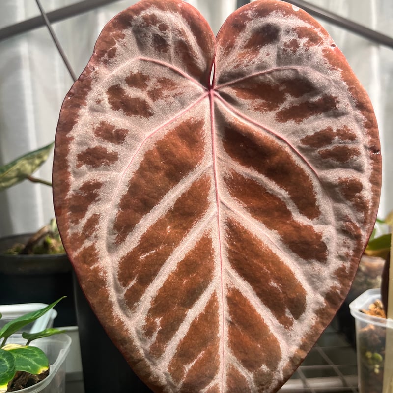 アンスリウム 'エンジェルズドリーム' | GREEN LUCK