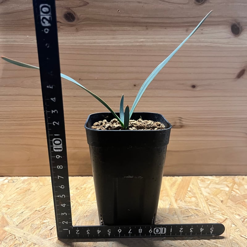 奇想天外　ウェルウィッチア　観葉植物3 送料無料】奇想天外 ウェルウィッチア・ミラビリス 実生1年目 3