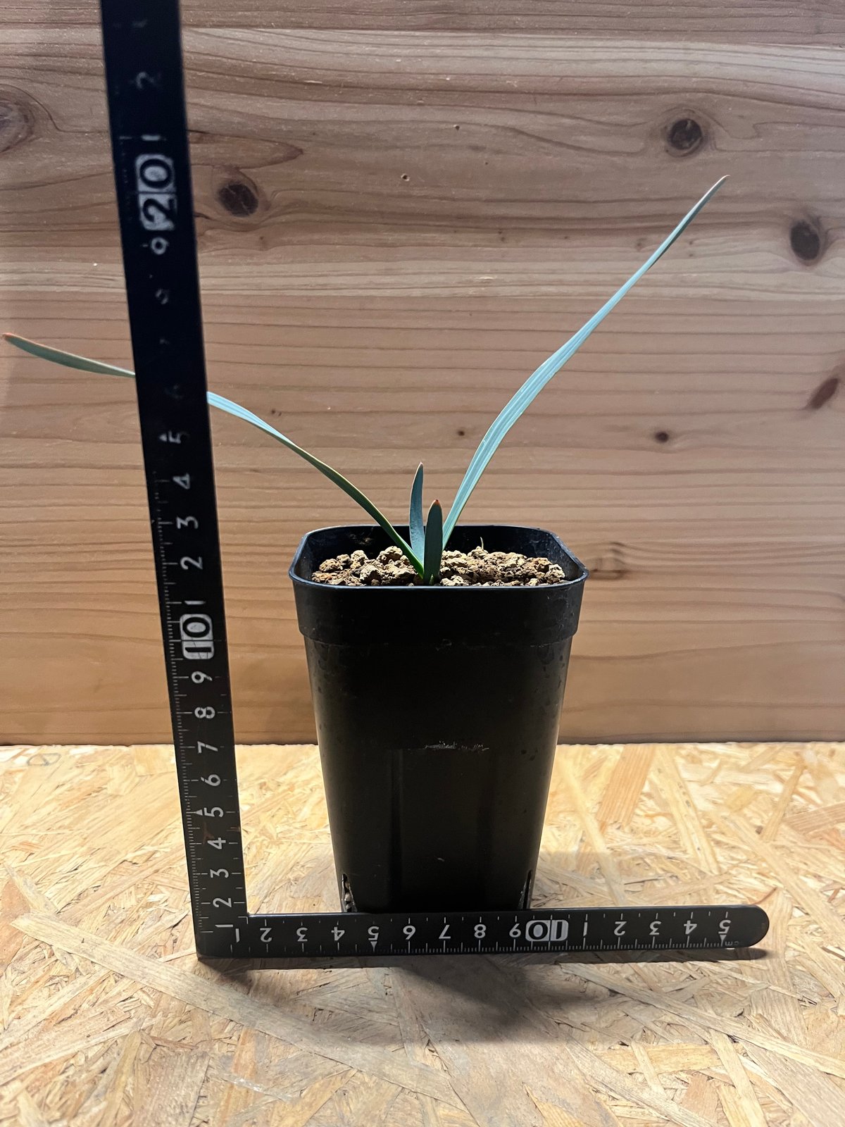 奇想天外　ウェルウィッチア　ミラビリス　世界三大珍植物　鉢ごと発送　即購入OK 送料無料 奇想天外 ウェルウィッチア・ミラビリス 実生1年目 3号