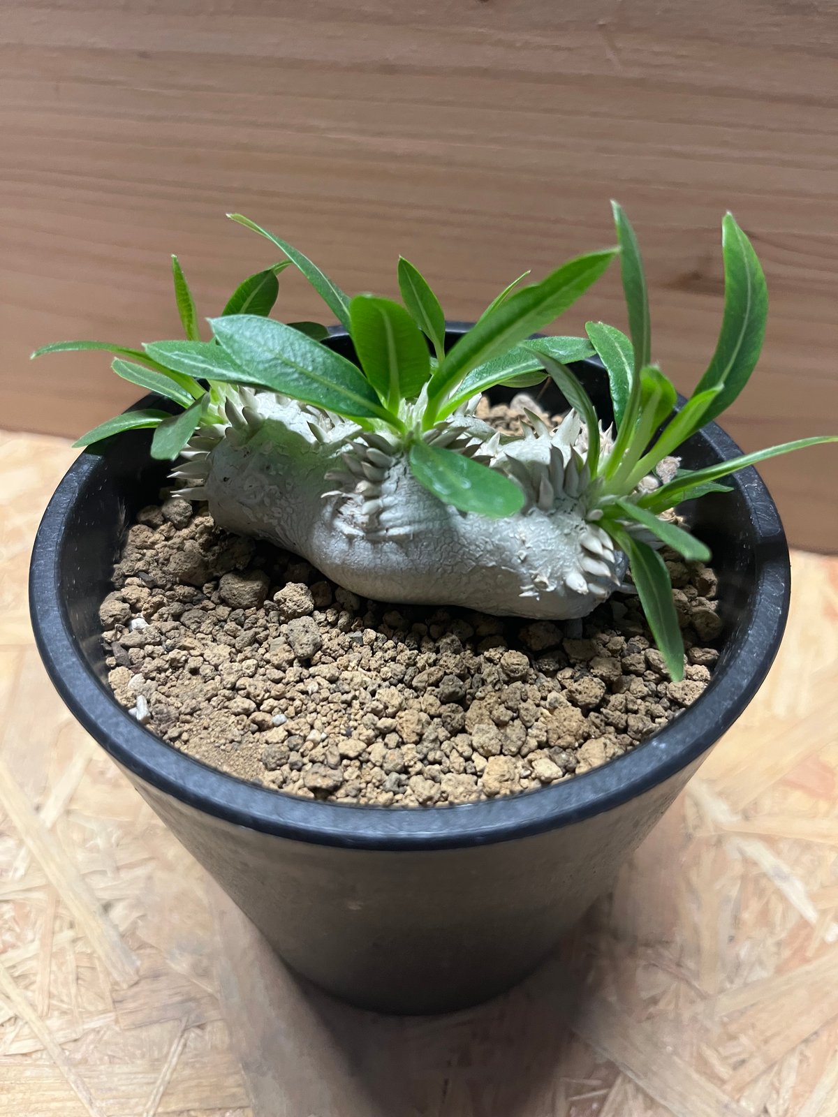 パキポディウム 恵比寿笑い Pachypodium brevicaule ⑧ パキポディウム 恵比寿笑い | GREEN LUCK