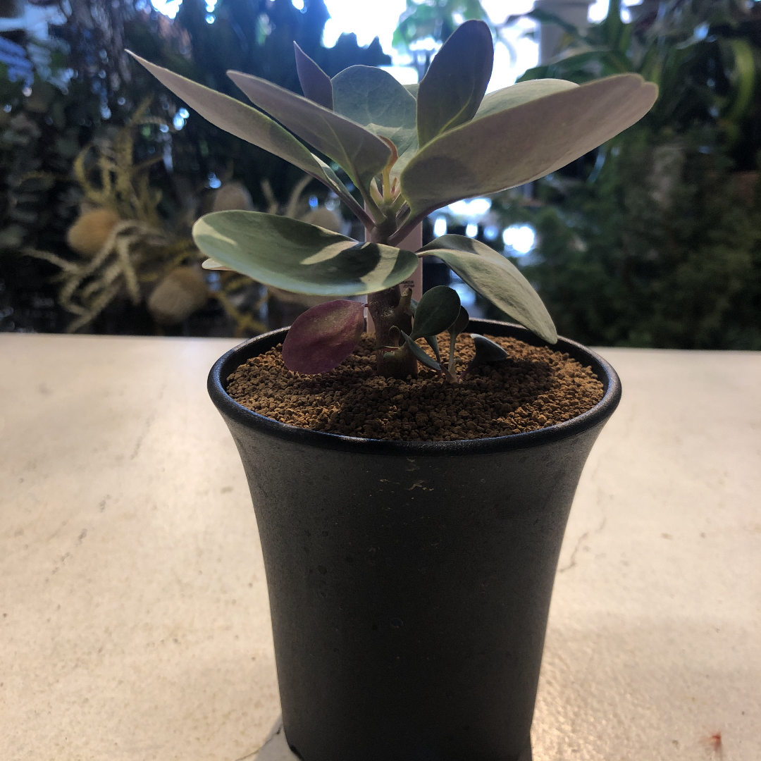 オトンナ トリプリネルビア | GREEN LUCK