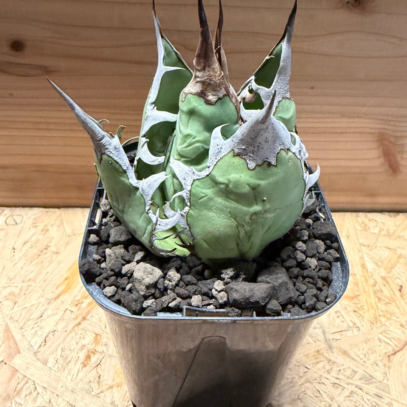 アガベ　オアハカ　オテロイ　子株出品　 big spine アガベ オアハカ オテロイ – LAND KNOT PLANTS