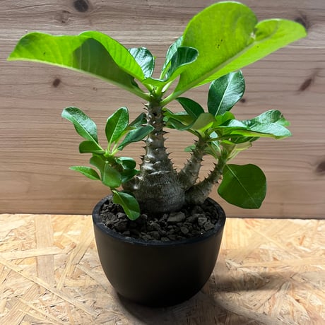 パキポディウムウィンゾリー② Pachypodiumhybrid #Pachypodium#hybrid #baronii#windsorii