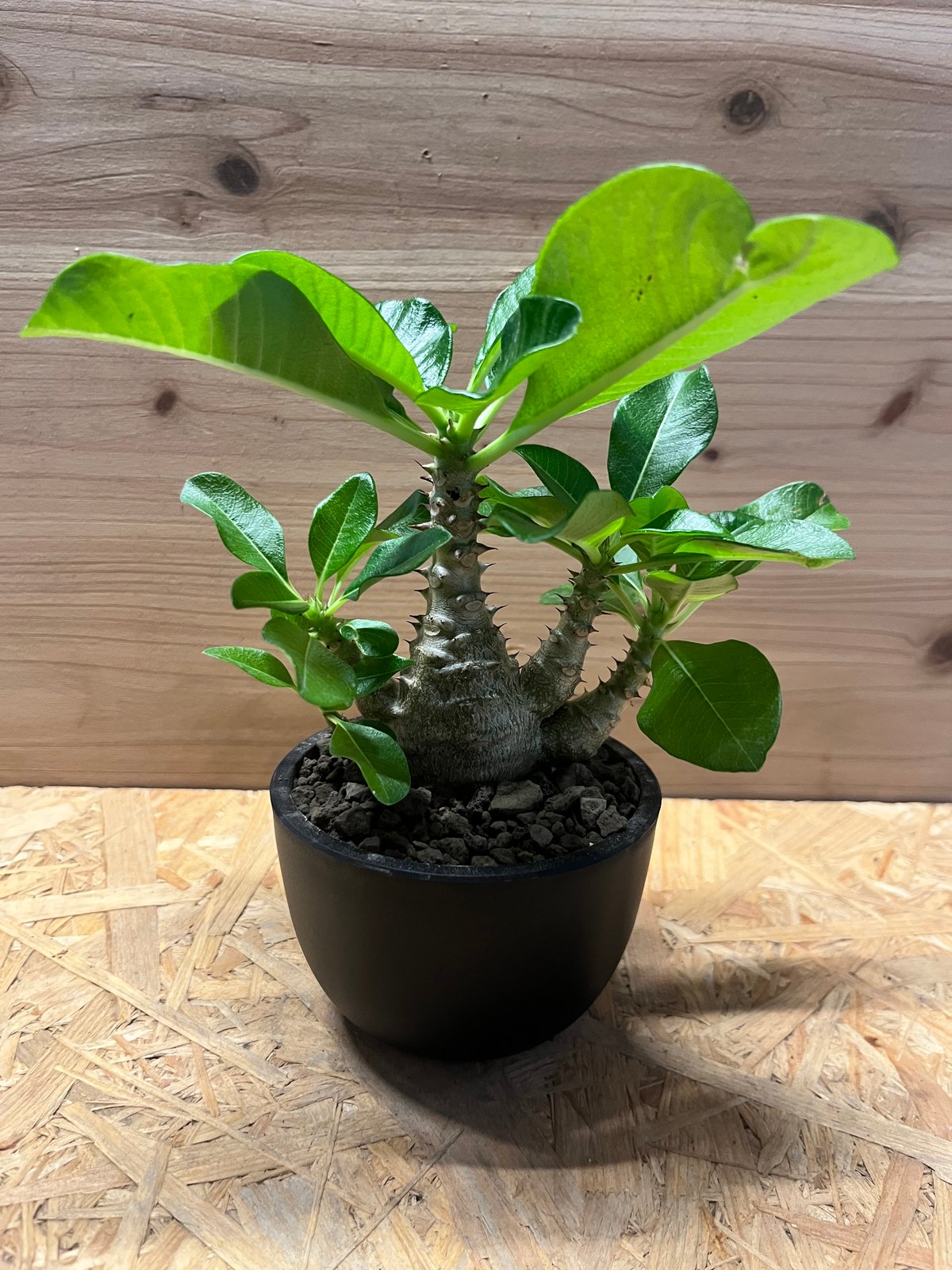 パキポディウム ウィンゾリー パキポディウム ウィンゾリー | GREEN LUCK